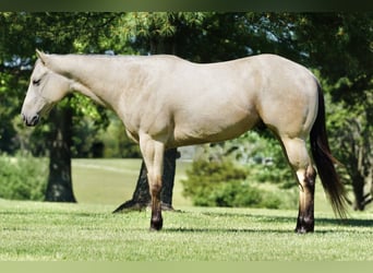 American Quarter Horse, Gelding, 4 years, Buckskin