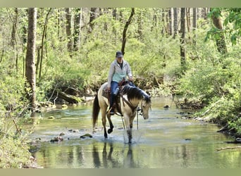 American Quarter Horse, Gelding, 4 years, Buckskin