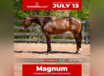 American Quarter Horse, Gelding, 4 years, Buckskin