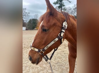 American Quarter Horse Mix, Gelding, 4 years, Chestnut