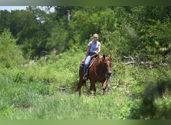 American Quarter Horse, Gelding, 4 years, Chestnut