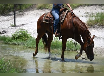 American Quarter Horse, Gelding, 4 years, Chestnut