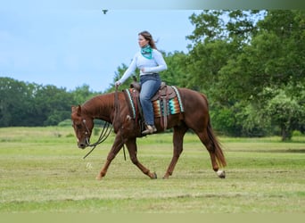 American Quarter Horse, Gelding, 4 years, Chestnut-Red