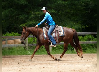 American Quarter Horse, Gelding, 4 years, Chestnut-Red