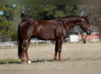 American Quarter Horse, Gelding, 4 years, Chestnut-Red