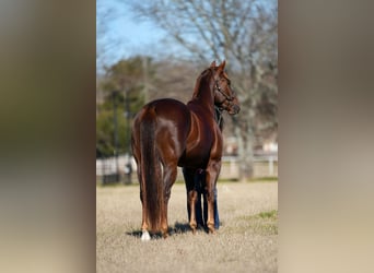 American Quarter Horse, Gelding, 4 years, Chestnut-Red