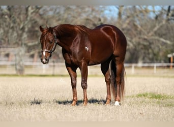 American Quarter Horse, Gelding, 4 years, Chestnut-Red