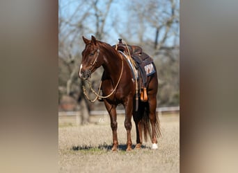 American Quarter Horse, Gelding, 4 years, Chestnut-Red