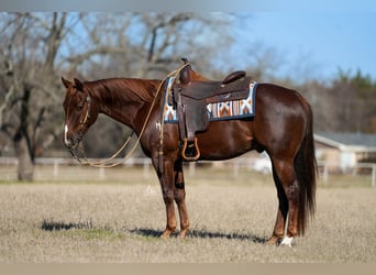 American Quarter Horse, Gelding, 4 years, Chestnut-Red