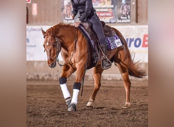 American Quarter Horse, Gelding, 4 years, Chestnut-Red