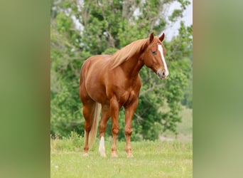 American Quarter Horse, Gelding, 4 years, Chestnut