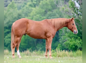 American Quarter Horse, Gelding, 4 years, Chestnut