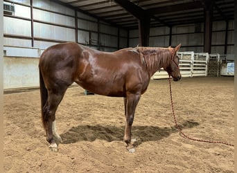 American Quarter Horse, Gelding, 4 years, Chestnut