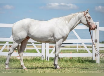 American Quarter Horse, Gelding, 4 years, Cremello
