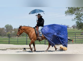 American Quarter Horse, Gelding, 4 years, Dun