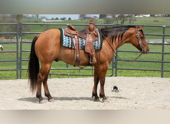 American Quarter Horse, Gelding, 4 years, Dun