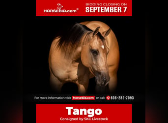 American Quarter Horse, Gelding, 4 years, Dun