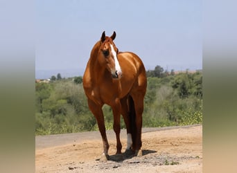 American Quarter Horse, Gelding, 4 years, Dun