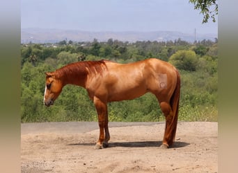 American Quarter Horse, Gelding, 4 years, Dun