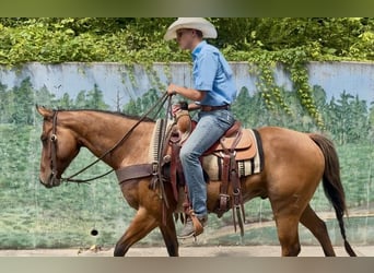 American Quarter Horse, Gelding, 4 years, Dun