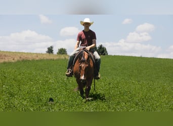 American Quarter Horse, Gelding, 4 years, Dun