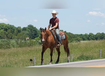 American Quarter Horse, Gelding, 4 years, Dun