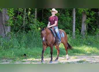 American Quarter Horse, Gelding, 4 years, Dun