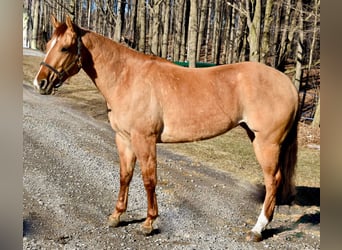 American Quarter Horse, Gelding, 4 years, Dun