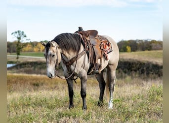 American Quarter Horse, Gelding, 4 years, Gray