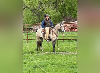 American Quarter Horse, Gelding, 4 years, Gray