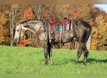 American Quarter Horse, Gelding, 4 years, Grey-Dapple