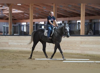 American Quarter Horse, Gelding, 4 years, Grey-Dapple