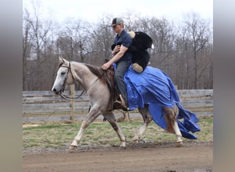 American Quarter Horse, Gelding, 4 years, Grey