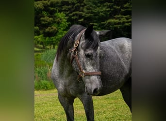 American Quarter Horse, Gelding, 4 years, Grey