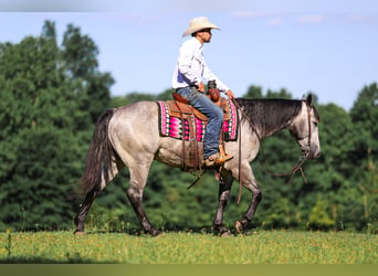 American Quarter Horse, Gelding, 4 years, Grey