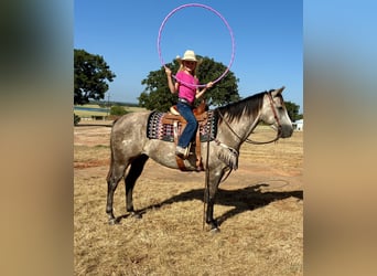 American Quarter Horse, Gelding, 4 years, Grey