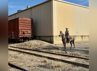 American Quarter Horse, Gelding, 4 years, Grey