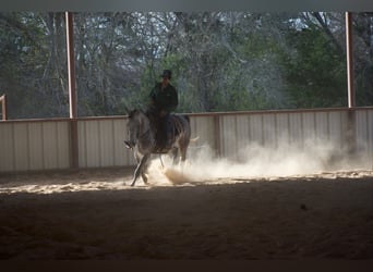 American Quarter Horse, Gelding, 4 years, Grey