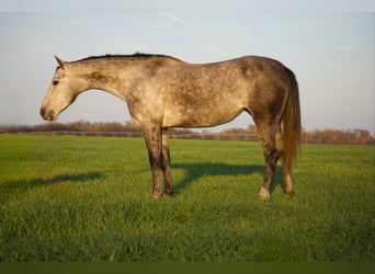 American Quarter Horse, Gelding, 4 years, Grey