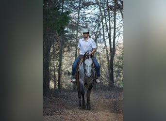 American Quarter Horse, Gelding, 4 years, Grey