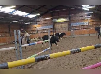 American Quarter Horse, Gelding, 4 years, Grey