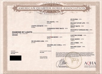 American Quarter Horse, Gelding, 4 years, Grey