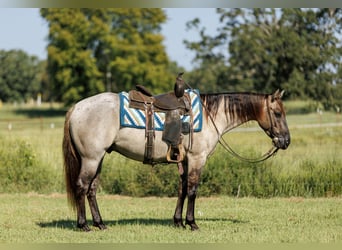 American Quarter Horse, Gelding, 4 years, Grullo