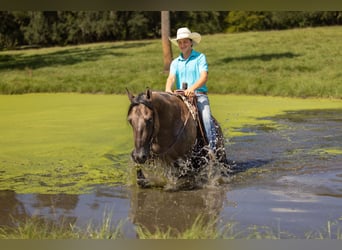 American Quarter Horse Mix, Gelding, 4 years, Grullo
