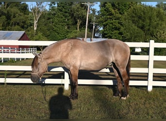 American Quarter Horse, Wallach, 4 Jahre, Grullo