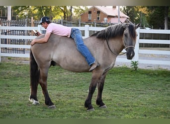 American Quarter Horse, Wallach, 4 Jahre, Grullo