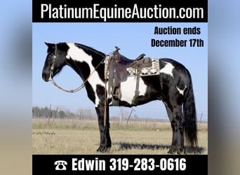 American Quarter Horse, Gelding, 4 years, Overo-all-colors