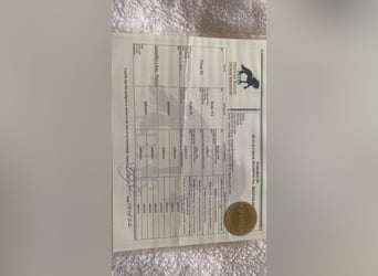 American Quarter Horse, Gelding, 4 years, Overo-all-colors