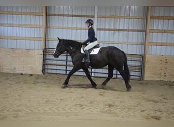 American Quarter Horse, Gelding, 4 years, Overo-all-colors