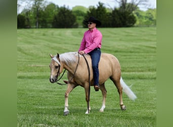 American Quarter Horse, Gelding, 4 years, Palomino
